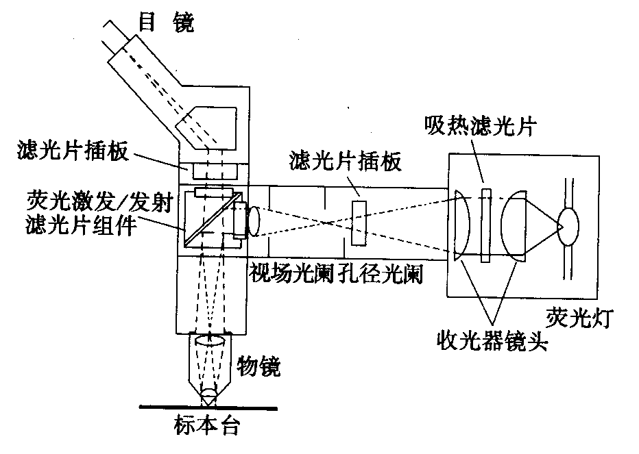 熒光顯微鏡原理圖，激發(fā)濾板和壓制濾色系統(tǒng)
